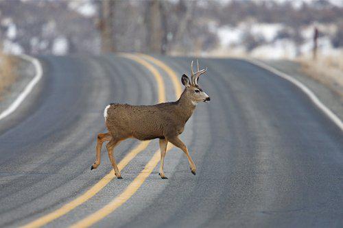 Deer Collisions on the Rise in Wisconsin Wisconsin personal injury attorney, Wisconsin accident lawyer, Wisconsin car crash lawyer