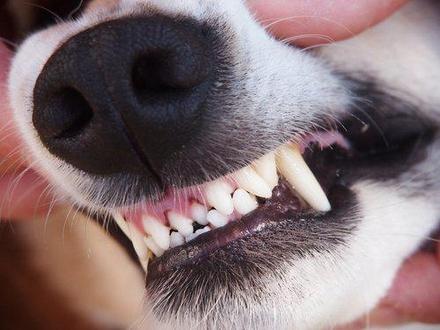 Wisconsin dog bite lawyer, Wisconsin personal injury attorney